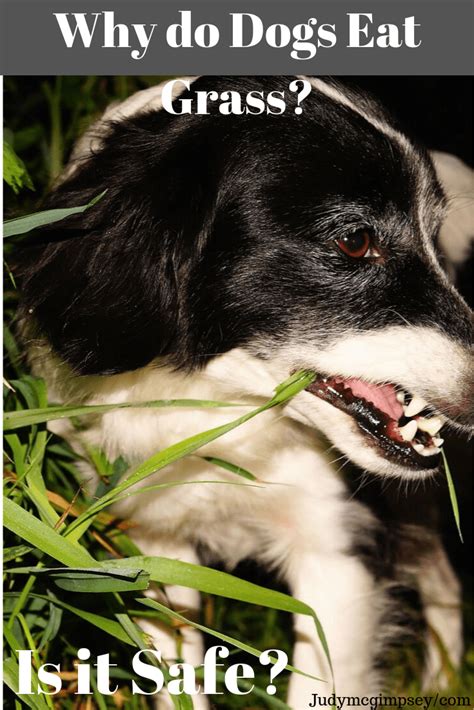 Many dogs have a condition known as pica, which means they eat things that aren't food, including dirt, feces, toys, and grass. Dogs eat grass, why is it because they are sick and want to vomit. They have parsites and want ...