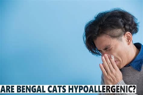 What to do if you have cat allergies & want a bengal. Are Bengal Cats Hypoallergenic | Bengal cat, Bengal kitten ...