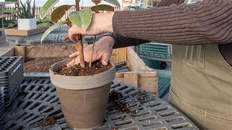 If you just want to grow any random succulents for their looks. Repotting: Our Beginner's Guide : Mulhall's