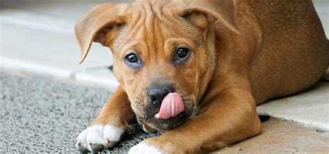 It is likely that your hands have a strong taste on them. Reasons Your Dog Licks Excessively - And What to Do About ...