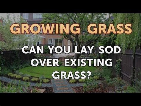 Laying down sod is the fastest and most efficient way to create a new lawn, instantly transforming a barren patch of dirt into a lush green grass. Can You Lay Sod Over Existing Grass? - YouTube
