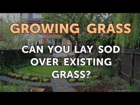 Use a lawn roller over the soil surface, and avoid plodding on the sod, as this can cause damage to the layers beneath. Can You Lay Sod Over Existing Grass? - YouTube