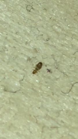 Vw käfer bettwäsche cabrio art.nr.: Was sind das für Käfer in meinem Bett? (Schädlinge ...