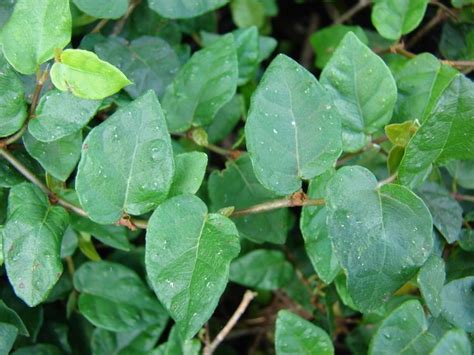 Find deals on products in lawn & garden on amazon. Ficus pumila - Alchetron, The Free Social Encyclopedia