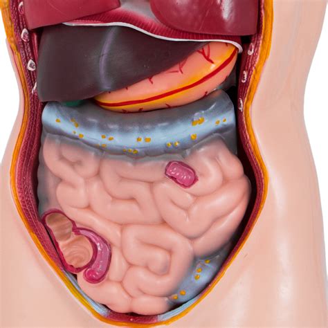 The thoracic segment of the trunk, the abdominal segment of the trunk, and the perineum. 85cm Human Torso Organ Adult Male Tall Paul Anatomical ...