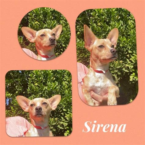 At the time of writing this guide, there are 5 classifications of pets Adopt Sirena a Tan/Yellow/Fawn Corgi / Dachshund / Mixed ...