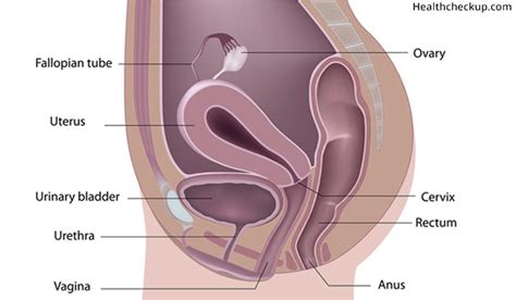 Identify indications for pelvic ultrasound evaluation. Pelvic Ultrasound Test : Procedure, Preparation and Results