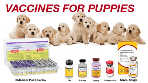 How much are puppy shots? How Much Are Puppy Shots Care 4 Your Pets