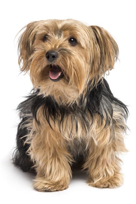 Beide elterntiere leben in unserem. Yorkshire Terrier Welpen Kaufen Nrw