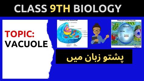 It is where most chemical reactions in the cell happen. Vacuole | Structure and function of vacuole | Home of ...