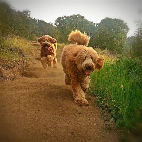 They are easy to train. Beau Monde breeding the finest Australian Labradoodles in ...