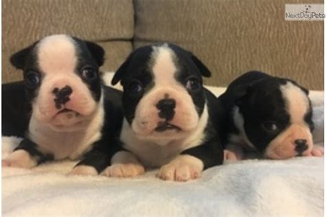 Here are a few more things to know about boston terrier puppies boston terriers have been known to excel at dog sports like flyball, agility, obedience, rally, and more. Boston Terrier puppy for sale near Roanoke, Virginia. | 44c664fc-5e91