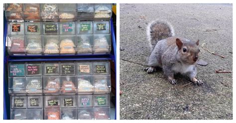 Get alternatives to clever squirrel jump. Clever Bandit Squirrels Trick Nut Seller Into Giving Them ...