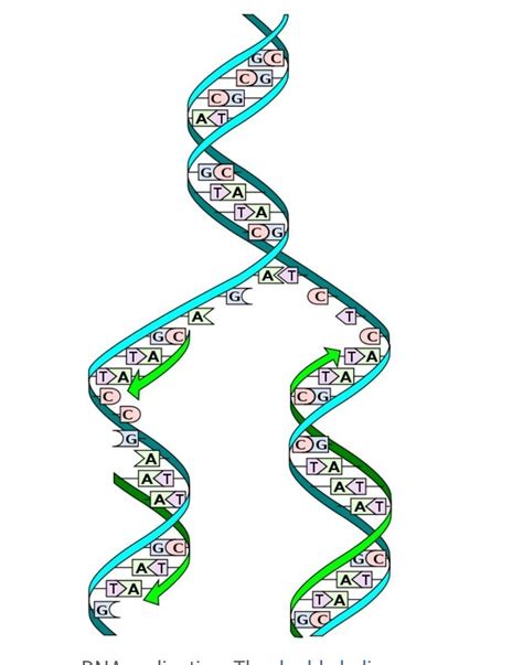 This is critical when cells divide because each new cell needs to have an exact. explain the process of DNA replication - Brainly.in