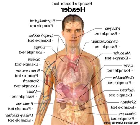 Anatoref — torso anatomy tutorial by josh reed. Human Body Diagram Organs Male - Human Body Anatomy