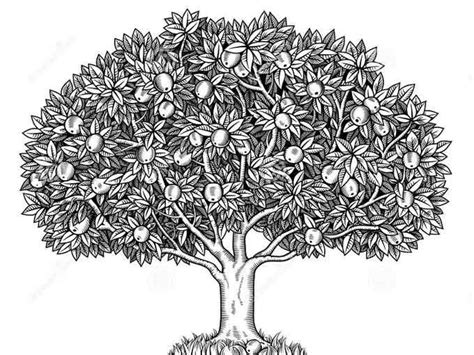 Biasanya berupa sinonim, antonim, korelasi makna, dan analogi kata. Contoh Soal Psikotes Masuk Kerja, CPNS, BUMN, SWASTA dan SBMPTN | CPNS | Tree illustration ...