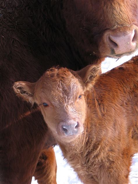Take medication to clear ear blockage after a cold. A Fresh Start: Calving 2011
