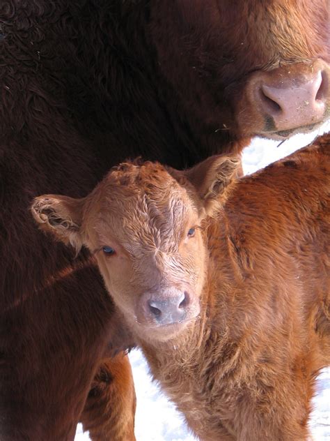 If symptoms persist after trying. A Fresh Start: Calving 2011