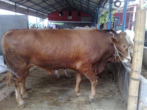 Dari sekian banyaknya sapi potong yang banyak di ternak saat ini, sapi limosin masih tergolong jenis sapi yang masih sangat asing didengar. Cara Penggemukan Sapi Potong Dengan Cepat - Tentang Kolam ...