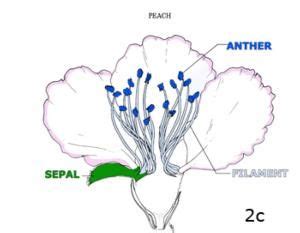 The base of a flower; Imperfect Flower Diagram Http//fruitandnuteducationucdavisedu Schematic | Flower anatomy, Sakura ...