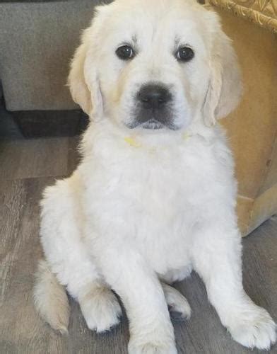 Purchasing pets online can be tricky. English Golden Retrievers Puppy for Sale - Adoption ...