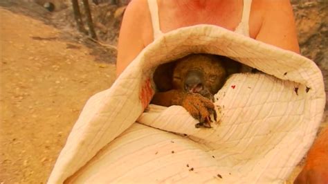Koala rescue queensland/bbckoala ini ditemukan mati dan dipaku ke tiang kayu di sebuah lokasi wisata di sebelah utara kota brisbane. Koala Mangsa Kebakaran Hutan Di Australia Mati Selepas ...