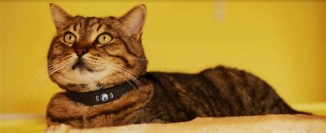 This cat collar is handmade using reinforced cotton and top quality contoured hardware. 15 Coolest and Awesome Cat Gadgets.