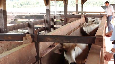 Confinamento é o sistema de criação de bovinos em que lotes de animais são encerrados em no brasil, o confinamento é, como regra, conduzido durante a época seca do ano, por ser o período de. Preparação para o Confinamento - Programa Valeu Vallée - YouTube