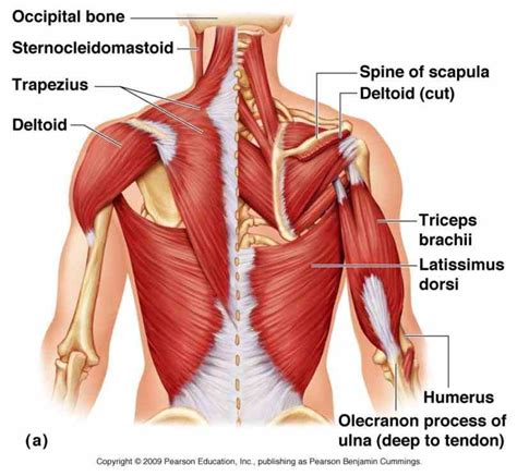 Human body outlines are available for pdf format. Lower Back Muscle Anatomy | MedicineBTG.com