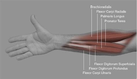 Normally happens in contact sport when a player grabs someone's jersey and pulls. Flexor Digitorum Profundus: Get an overview about it ...