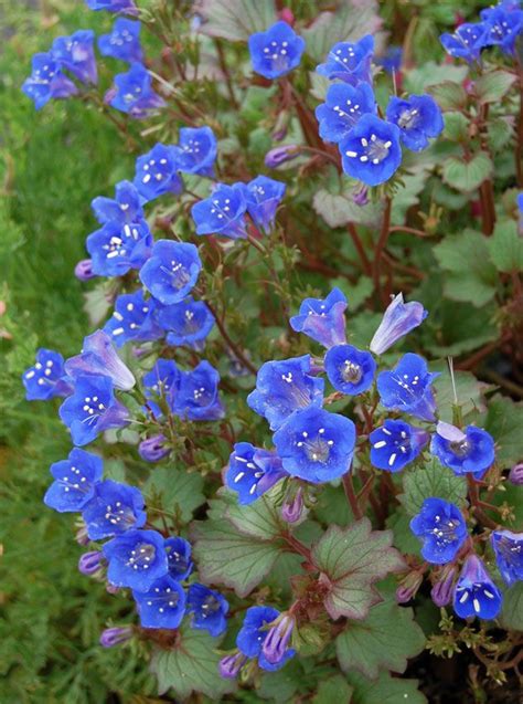 While at home outside in the garden, these attractive annuals can also make lovely houseplants. Phacelia campanularia "Desert Canterbury Bells" - Buy ...