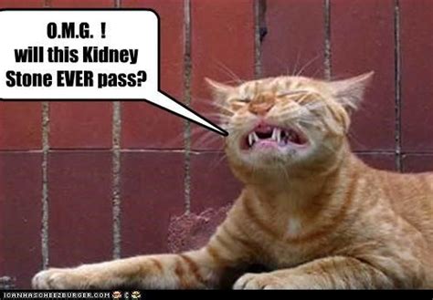 Most kidney stones pass out of the body without causing any damage. Don't be this cat, you will get that kidney stone to pass! | Urology Humor | Pinterest | Kidney ...