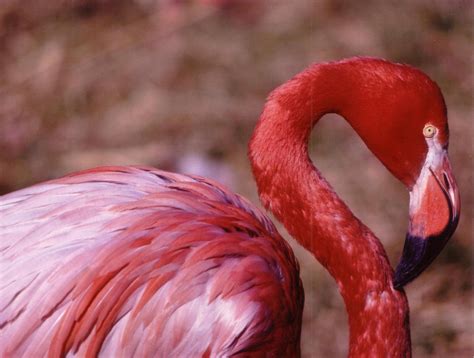 Adopted Flamingo! - Preservation in Pink