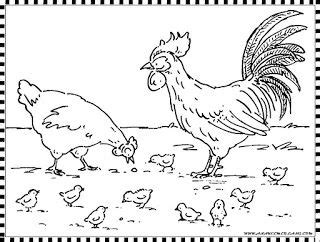 Cara mewarnai ayam betina youtube. mewarnai gambar ayam | Rooster, Coloring pages, Chicken ...