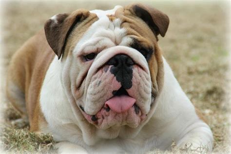 A wide variety of english bulldogs options are available to you, such as material, use, and feature. Australian Bulldog History, Personality, Appearance ...