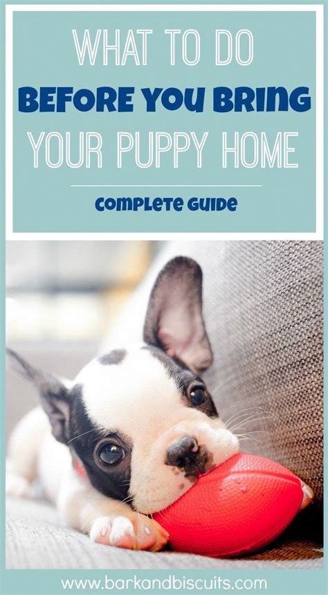 Puppies should not be sent to their homes until they are happily eating on their own. New Puppy Guide - What To Do BEFORE You Bring Puppy Home ...