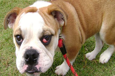 However, you should seek out a veterinarian who can help because cherry eye can cause more if the cherry eye has progressed far enough, surgery is the only treatment option. What Is Cherry Eye In Dogs?
