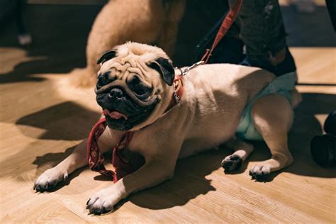 All the guests received goodie bags packed with pet treats, adorable animal cat and dog notebooks, yummy snacks, and vouchers to. Look At All The Adorable Doggos We Met At Common Ground ...