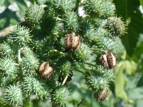 As plantas alógamas desenvolveram mecanismos que podem determinar ou incentivar a alogamia (reprodução cruzada). Plantas tóxicas - pinhão-roxo - Plantas e Hortaliças