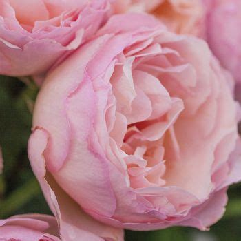 Princess Charlene De Monaco Rose (With images) | Easy care ...