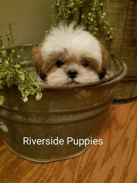 Hours may change under current circumstances Pin by Riverside Puppies Ohio Trish B on Riverside Puppies | Puppies, Animals, Dogs