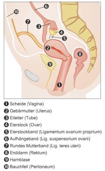 Das äußere sichtbare ende der vagina der frau gehört zur vulva. Scheide (Vagina), Gebärmutter (Uterus), die Eileiter ...