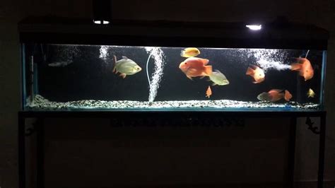 4 foot aquarium for sale. 6 feet aquarium - YouTube