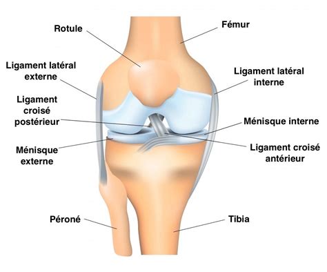 (qui sont centraux et se croisent au milieu du genou et dont dépend essentiellement la stabilité du genou). Entorse du genou et lésion des ligaments - Dr SIMIAN ...