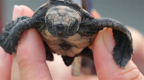 The east australian current sweeps warm water down the east coast of australia. Six endangered Loggerhead Turtle hatchlings catch lift to ...