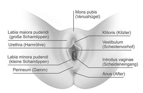 Gibt es jemand mit dem selben problem? Anatomie der Vulva