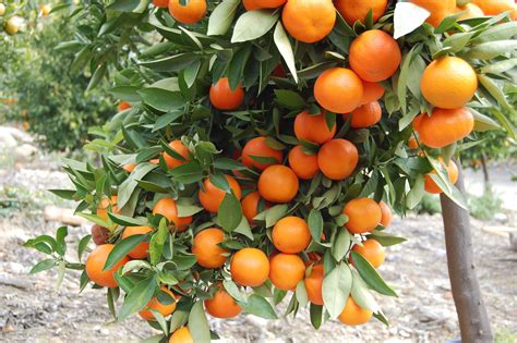 My tree is the citrus mitis calamondin ( rutaceae ) genus. Top 10 Health benefits of Orange fruit