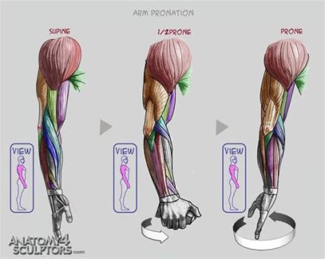There is a complex group of back muscles that work together to support the spine the superficial and intermediate back muscles are extrinsic muscles. Character Design Collection: Arms Anatomy - Daily Art ...