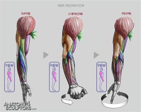 Not only are there several muscles that literally overlap, but their names also overlap as well, making matters more confusing. Pin on anatomie