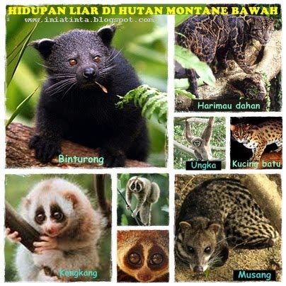 Di malaysia, terdapat banyak spesies unik memandangkan hutan di malaysia beriklimkan khatulistiwa dan mempunyai hutan. Tinta-tinta Ilmu: October 2011